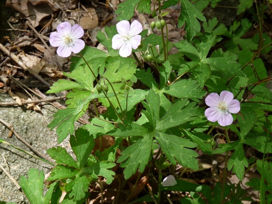 {Geranium maculatum}